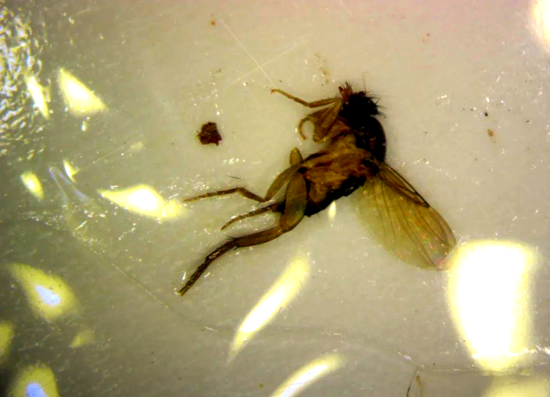 如何有效控制食品生产中的蚤蝇污染问题