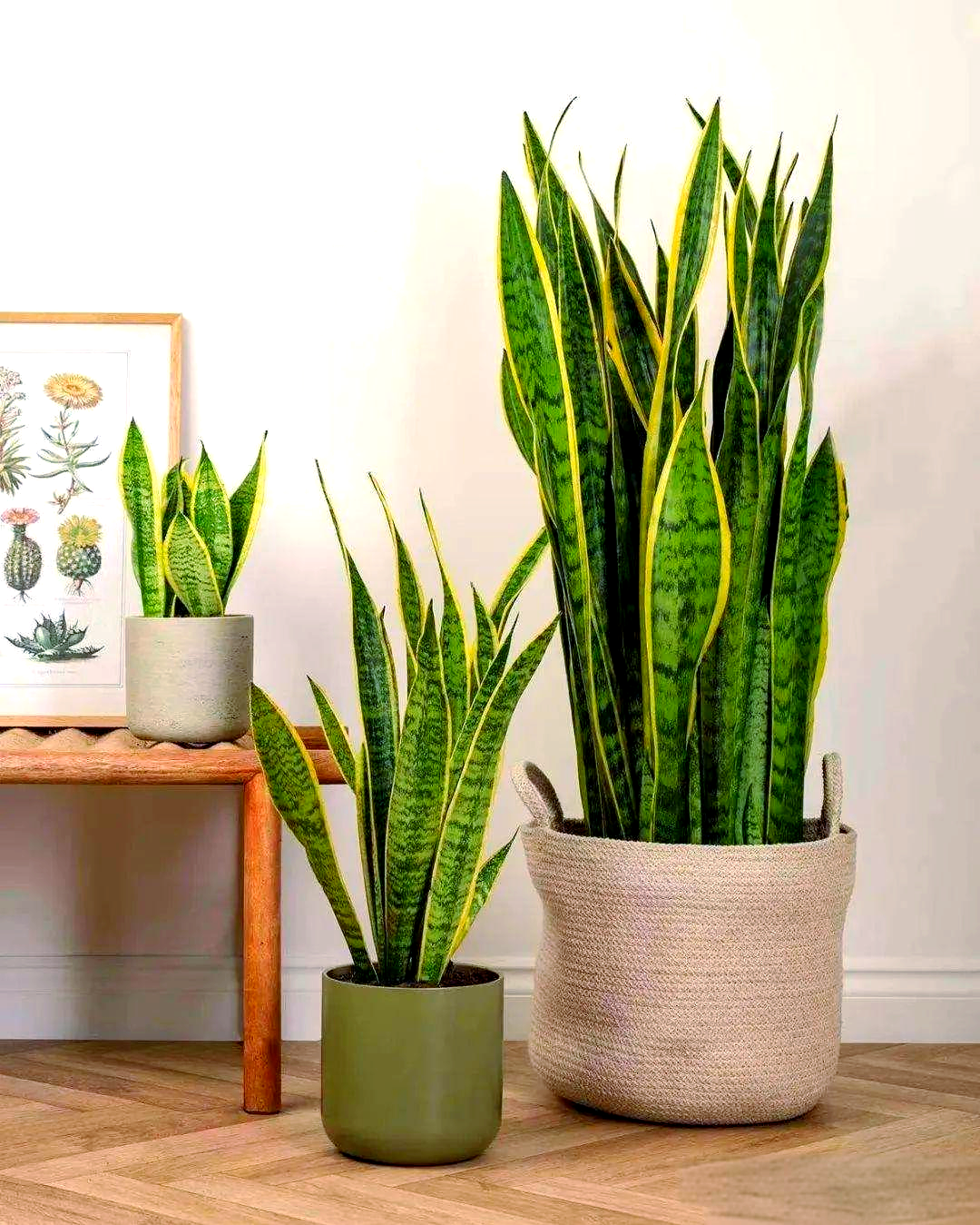 虎尾兰,这一得名于其叶片上虎尾般图案的植物,学