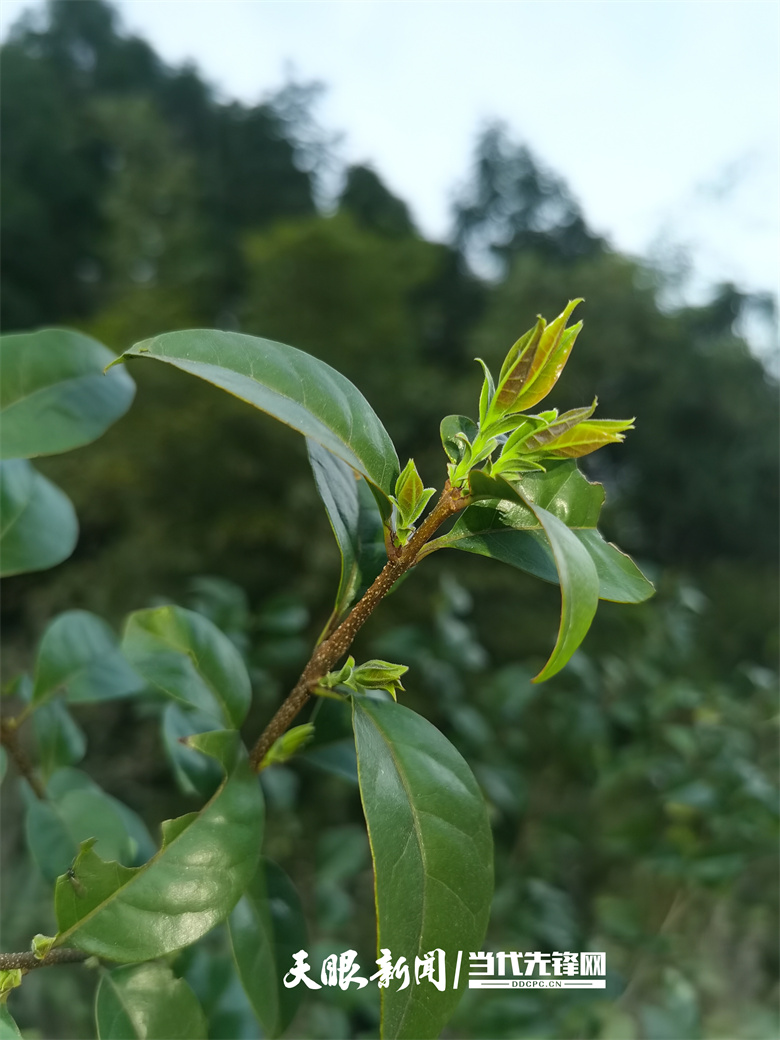 苦荞茶树图片