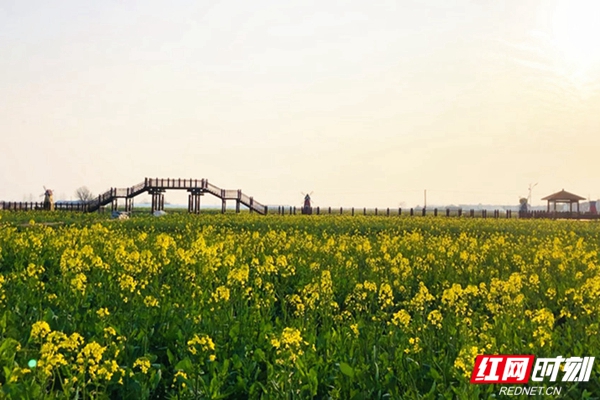 临湘江南油菜花图片