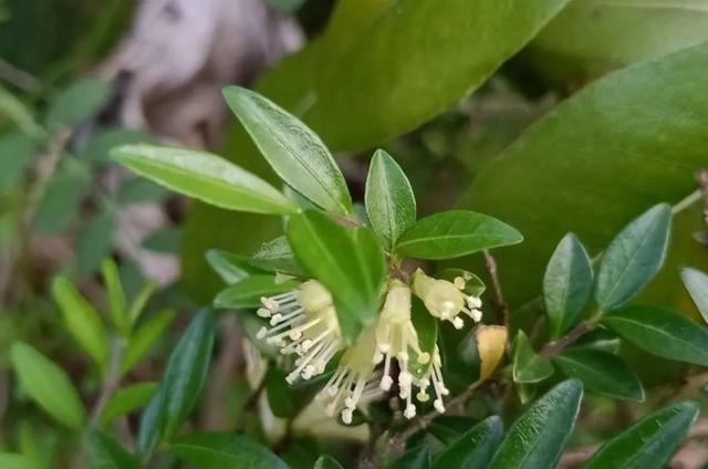 被盆景人忽视的冷门盆景植物水生蓝宝石-蕊帽忍冬