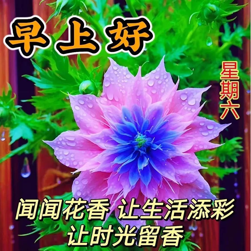 7月15日周六早上好,祝福语图片带字问候语