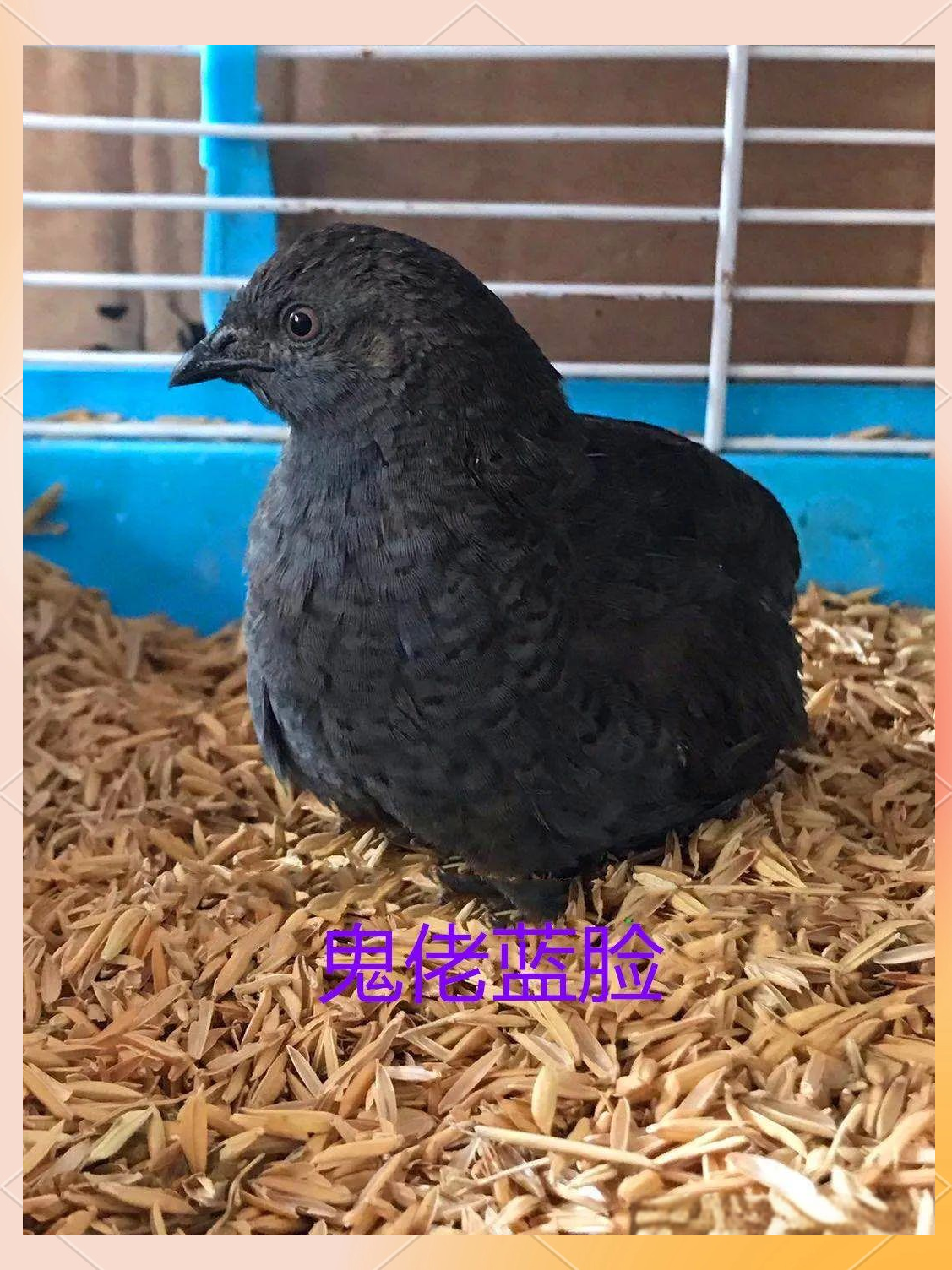 芦丁鸡:一种独特而营养丰富的家禽品种