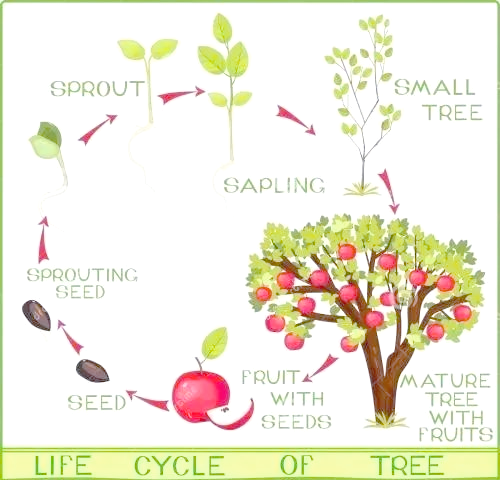 苹果树的生长与结果:全面了解其年龄时期与物候阶段