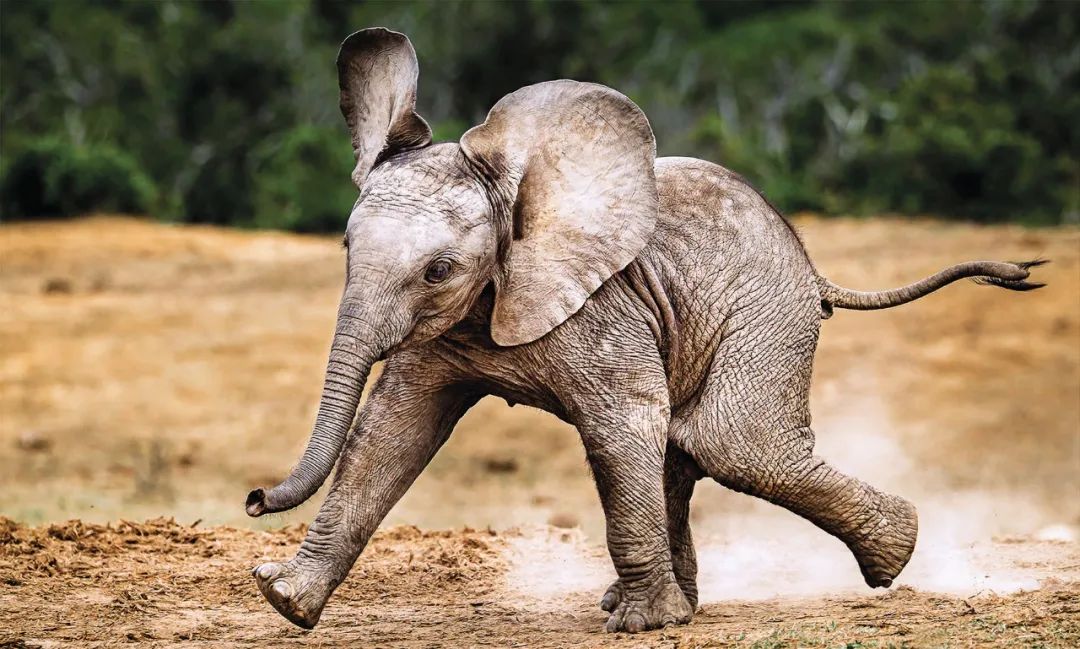 21头大象赶来参加他的葬礼,动物真的比人更长情?