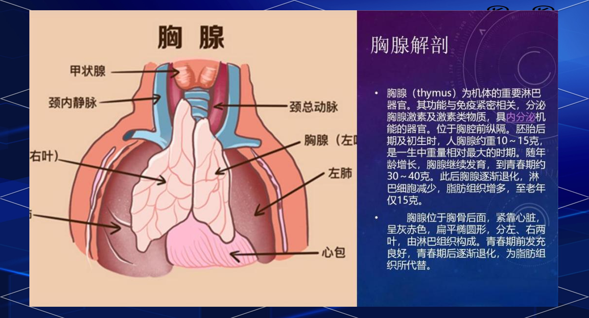 胸腺瘤:留与不留的抉择