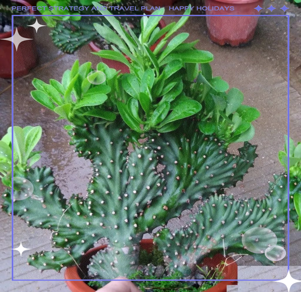 玉麒麟养护手册:寓意吉祥的懒人植物