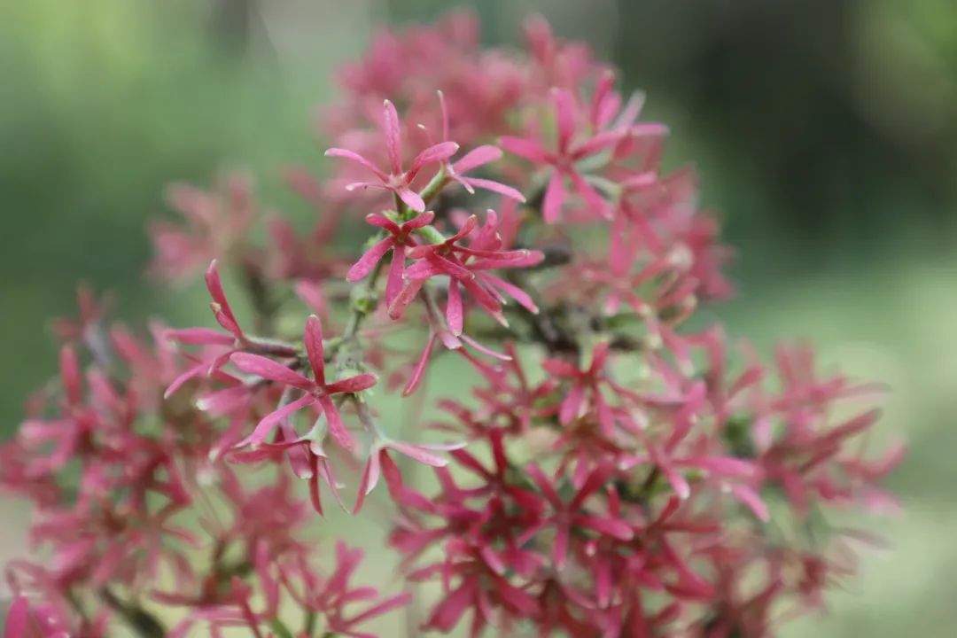 稀世"七子之花" 悄然绽放