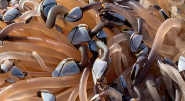 英国一家人在海滩散步时意外发现罕见鹅颈藤壶 价值约65000美元