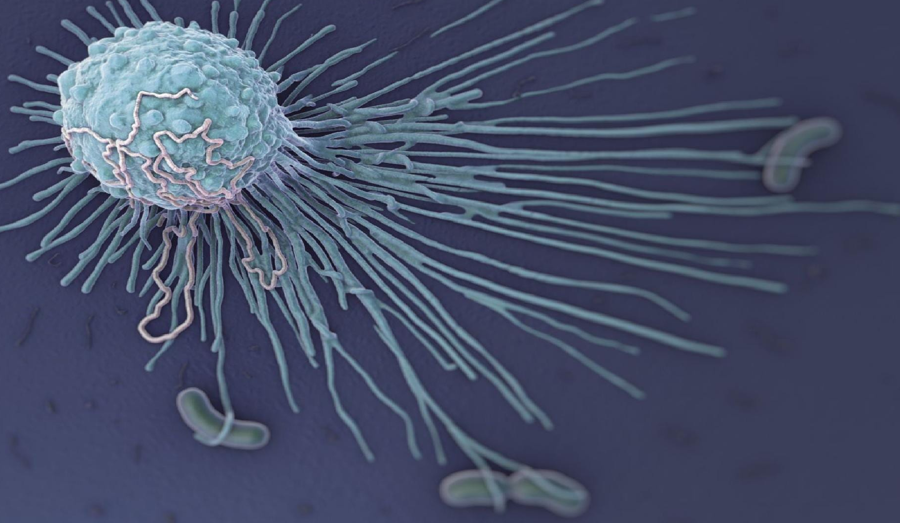 巨噬细胞在肝癌组织中的空间分布及其意义