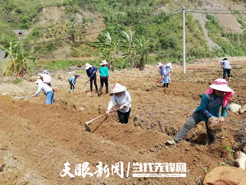 册亨县高洛街道:种下魔芋30亩,合作社探路带领新市民谋产业新路