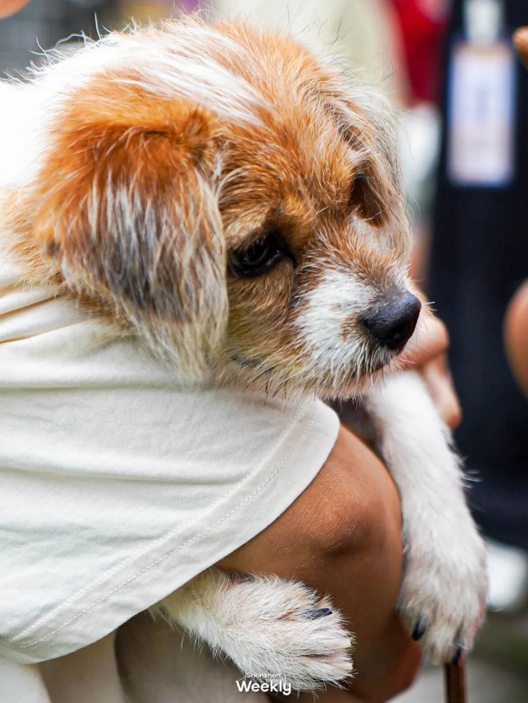 收治機構一般在收治流浪狗後,對能查明養犬人的犬隻,會通知養犬人認領