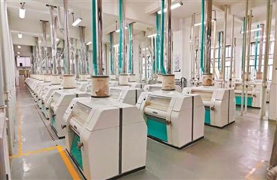 黑科技储粮 新工艺加工 "广州粮仓"创新科技手段 提高全链条粮食利用