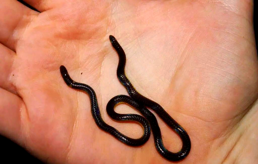 探索蛇类世界:两头蛇属的奥秘与多样性