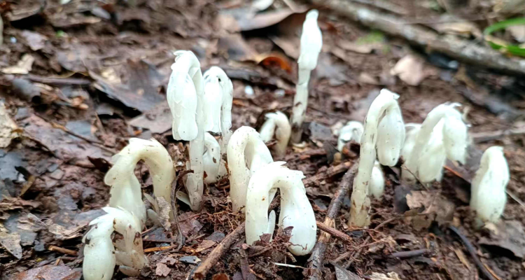 水晶蘭花語是什麼