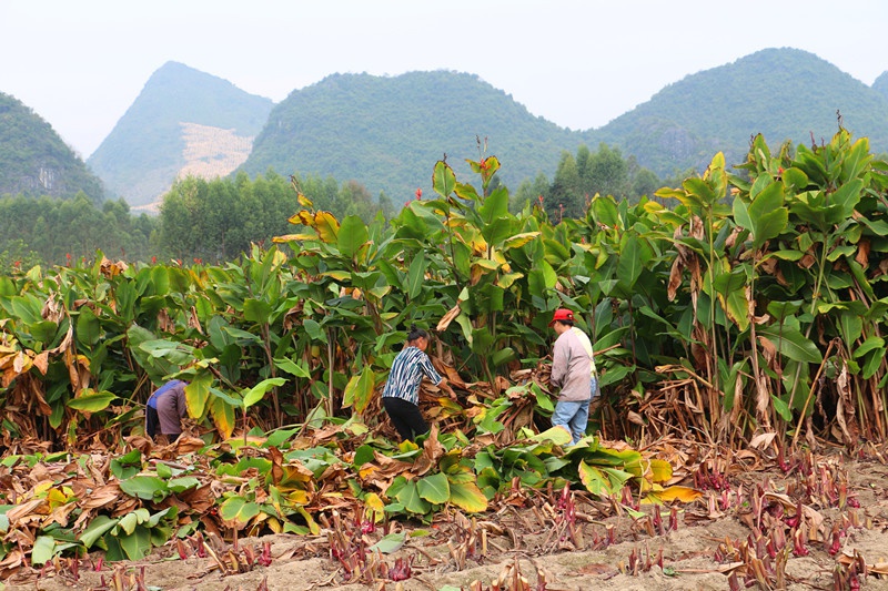 忻城县大塘镇760亩旱藕开始采挖了
