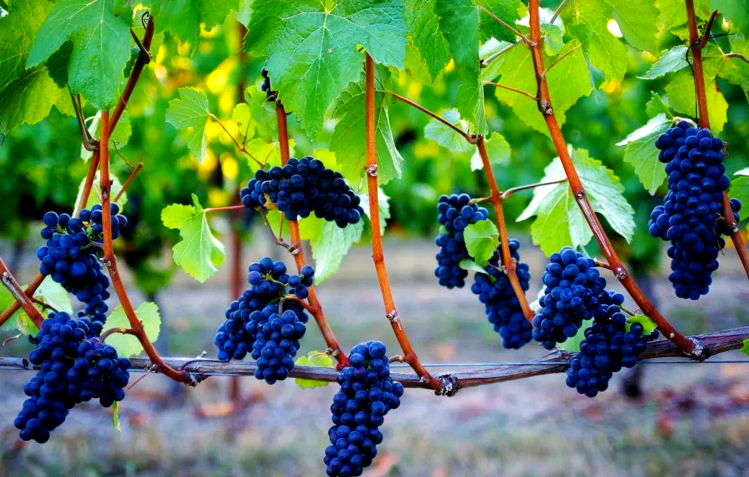 黑皮诺葡萄品种:娇贵而又迷人的贵族选择