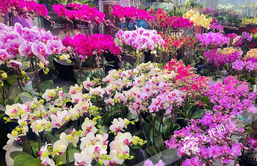天津王兰庄花卉市场图片