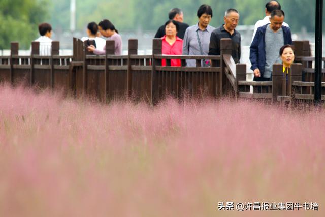 河南许昌清潩河畔"粉色海洋"迎客来