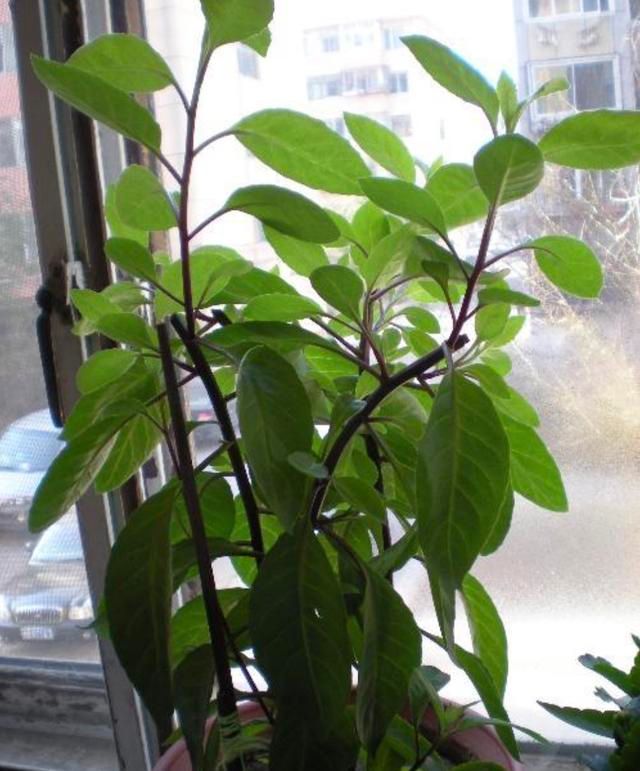 "降糖草"能根治糖尿病是真的吗?