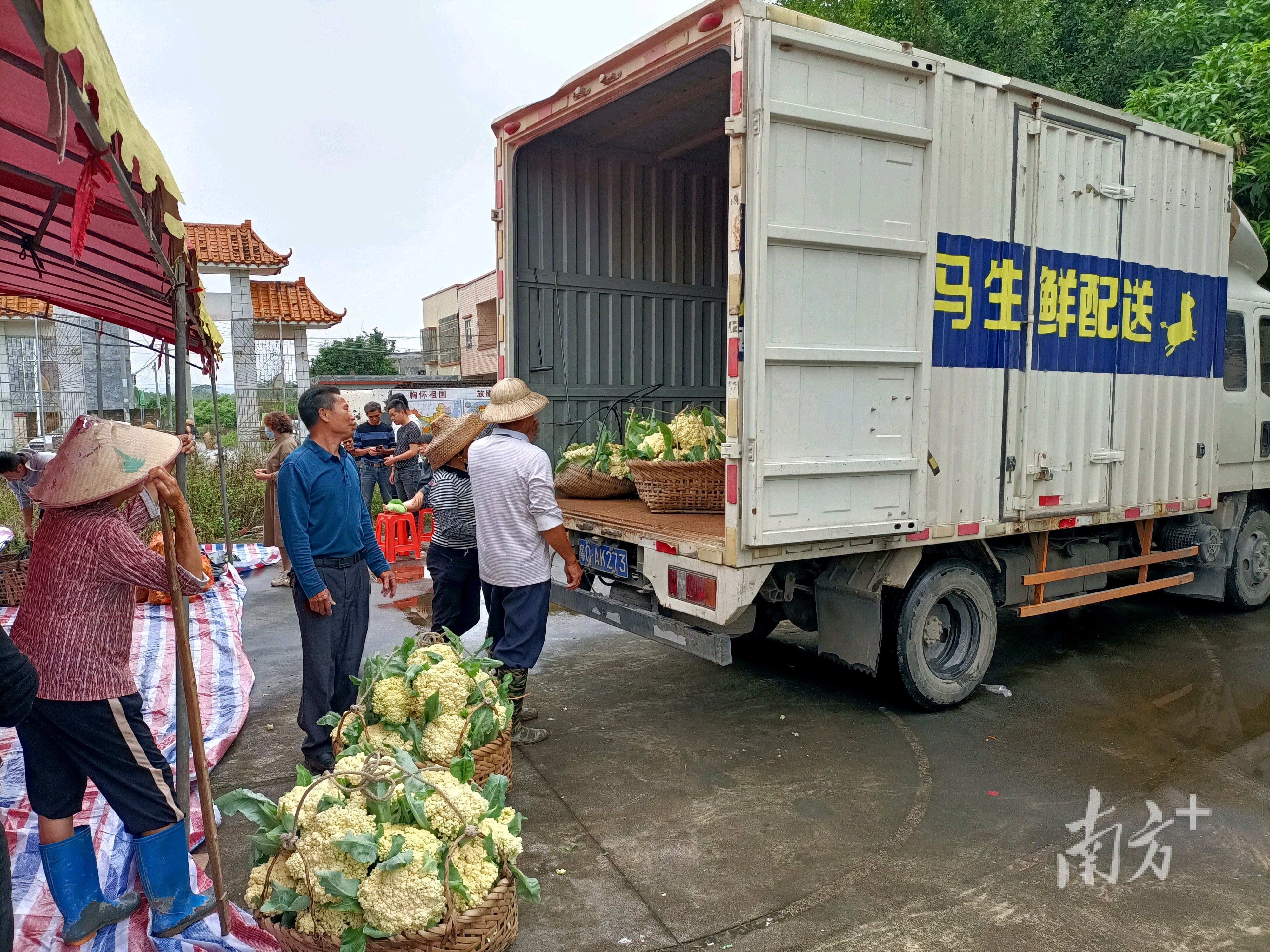 陽春市崗美鎮多管齊下破解花椰菜銷售難題