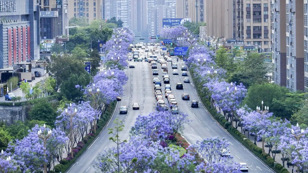 花开天府 安逸四川|攀枝花蓝花楹,唤醒初夏!