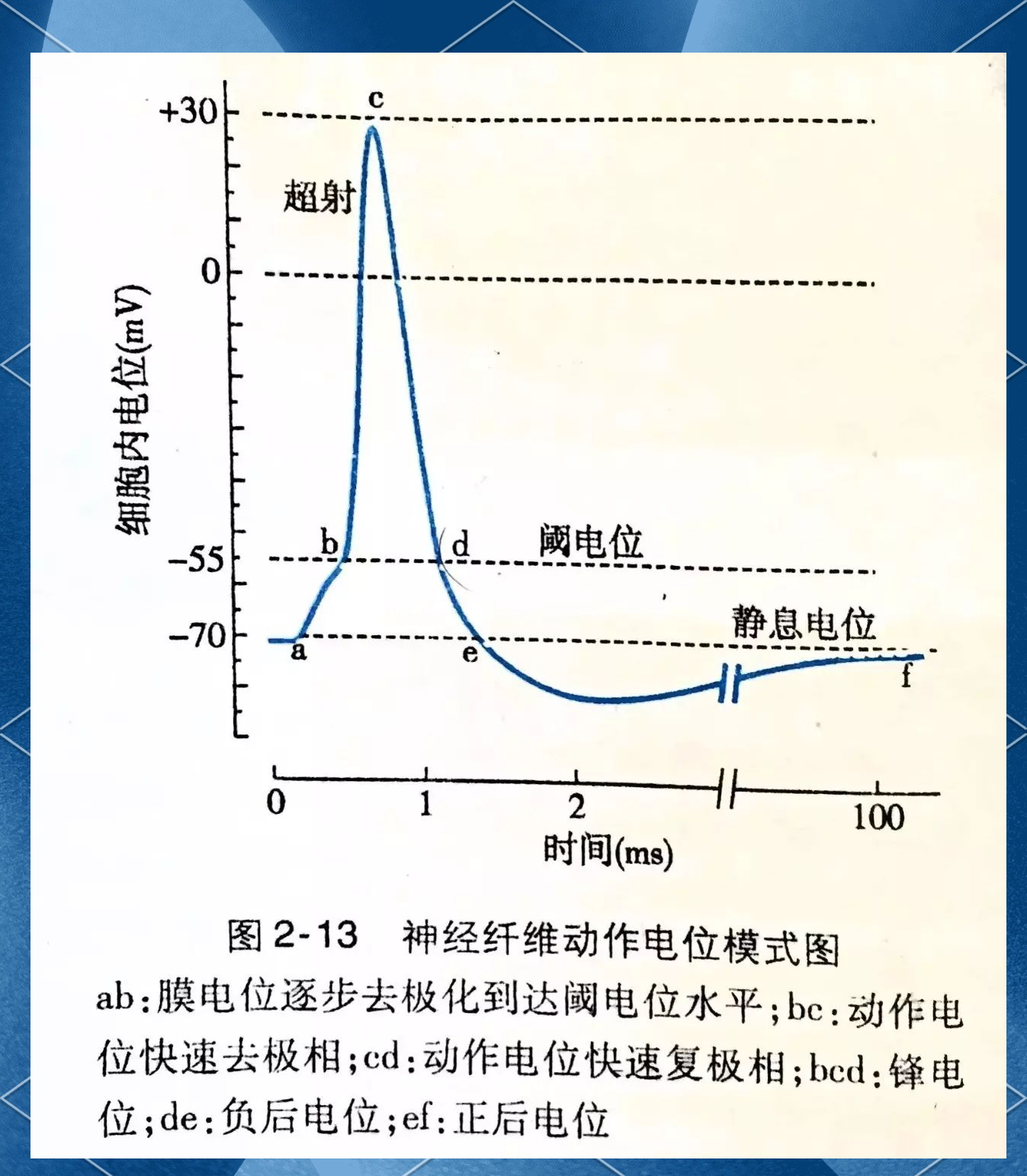 动作电位的产生,传播及兴奋性变化详细解析