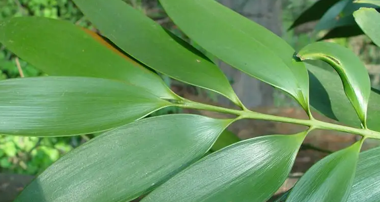 革质叶片的作用是