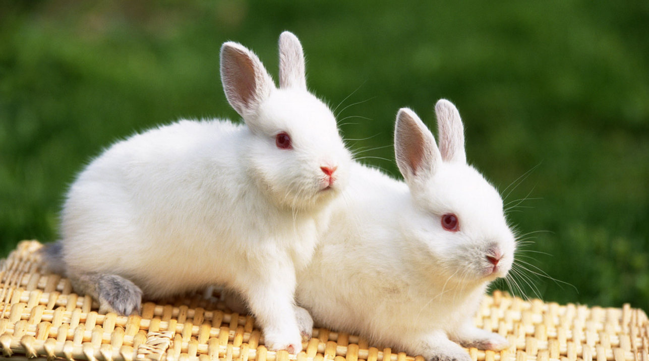 兔子可以活多久