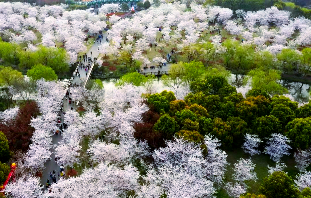上海樱花节:顾村公园云赏樱全攻略