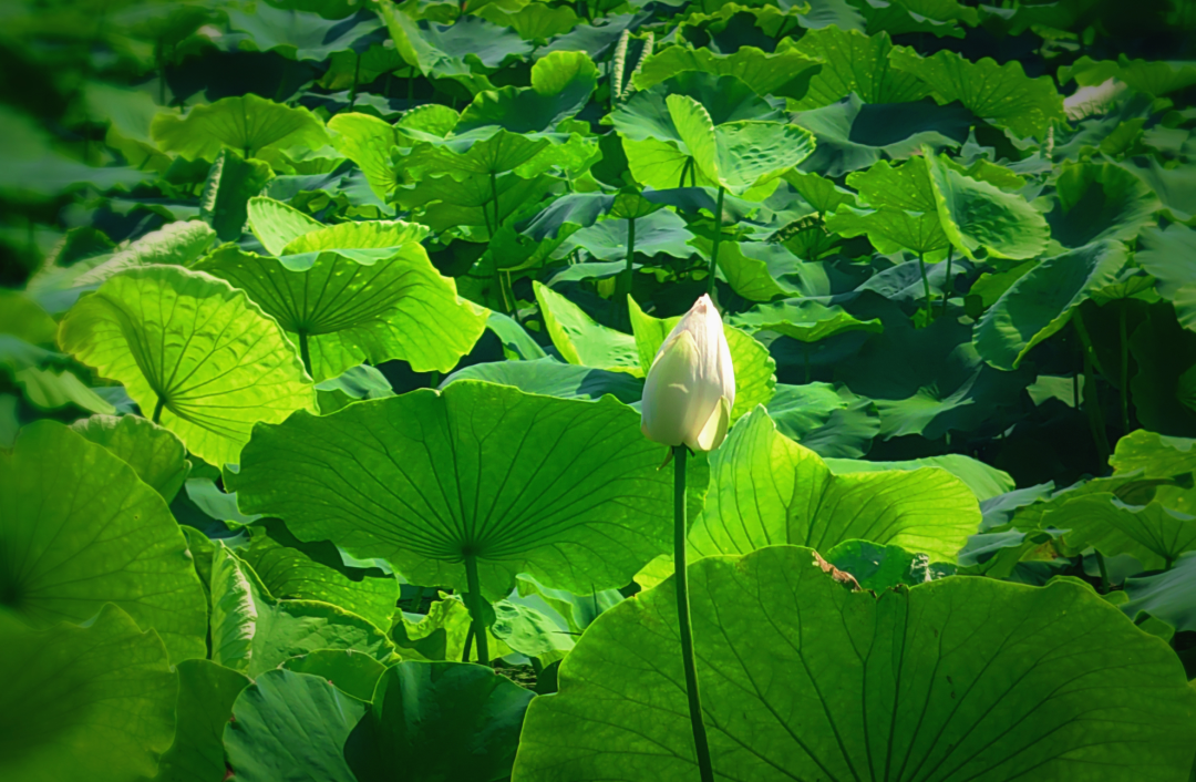 与荷花"藕遇",松江这波养眼美图请收下