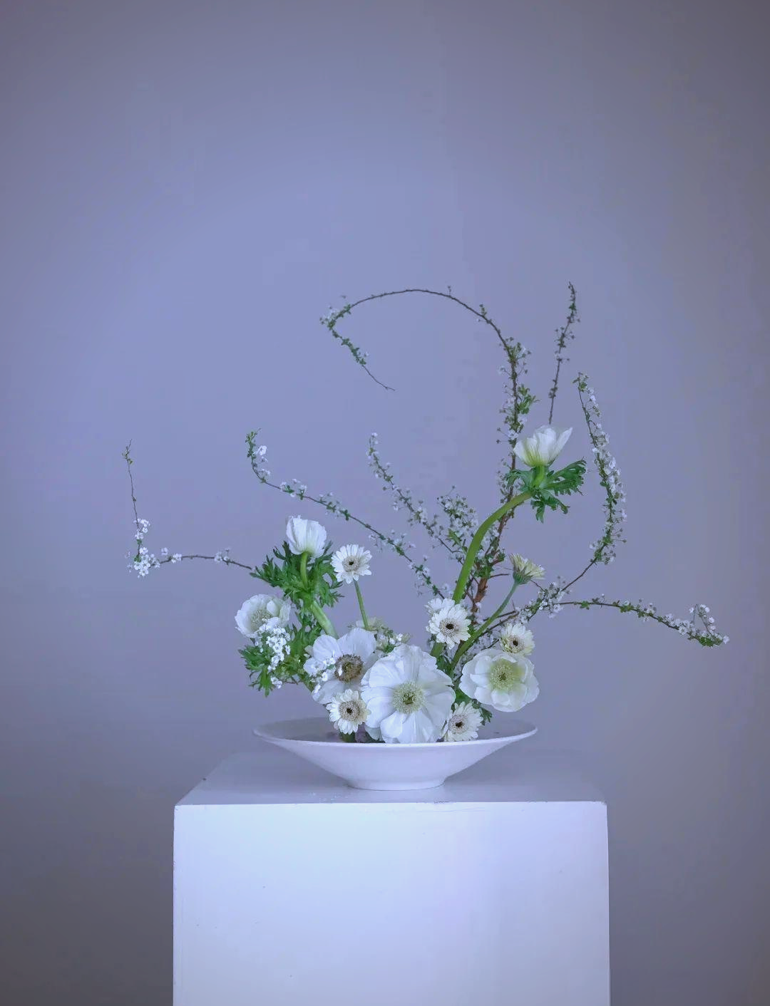 探索多种爆款花卉:雪柳的独特魅力与多样应用