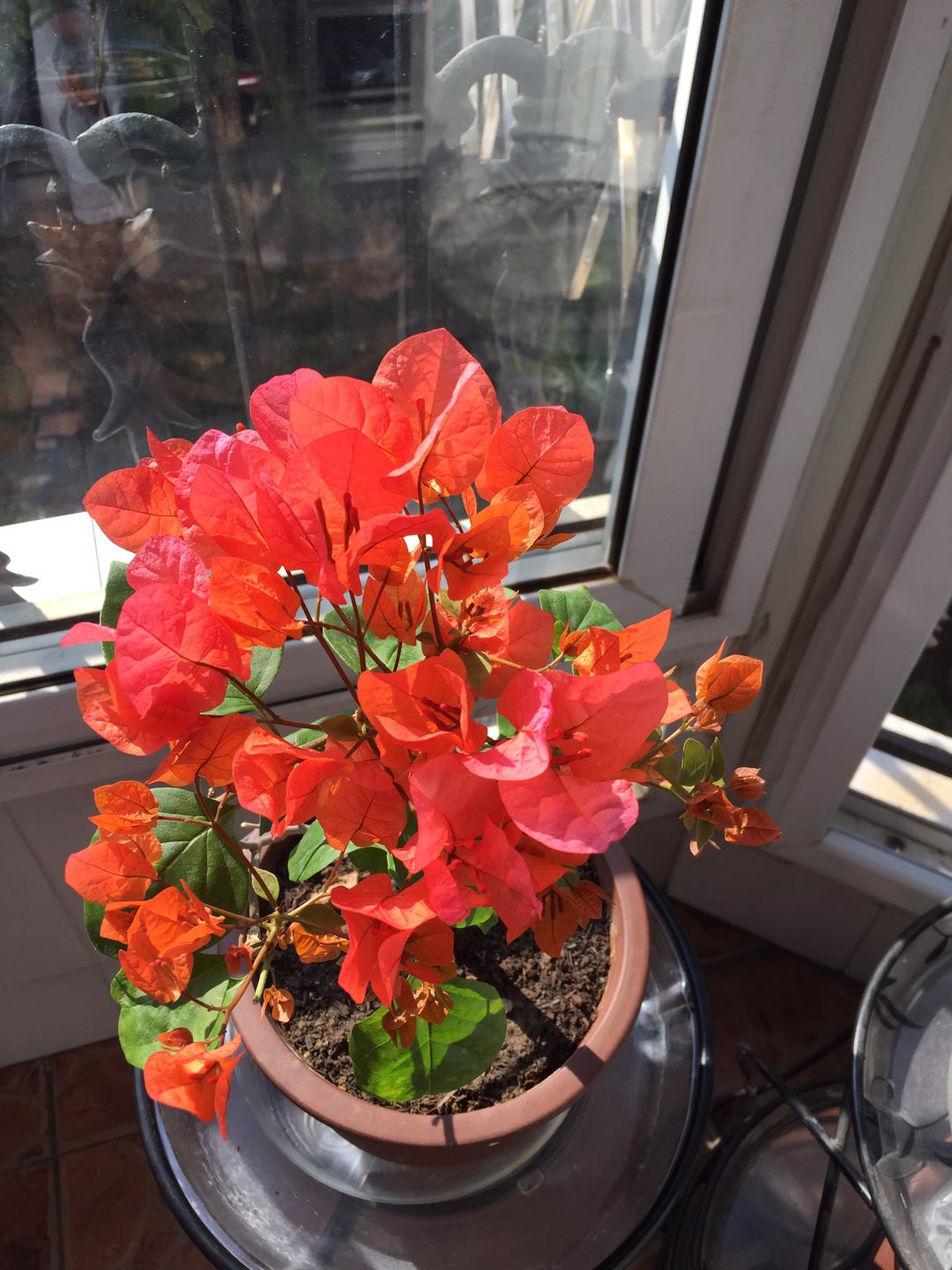 三角梅"波伊斯玫瑰",颜值高,丰花勤花,养护简单,北方也能养