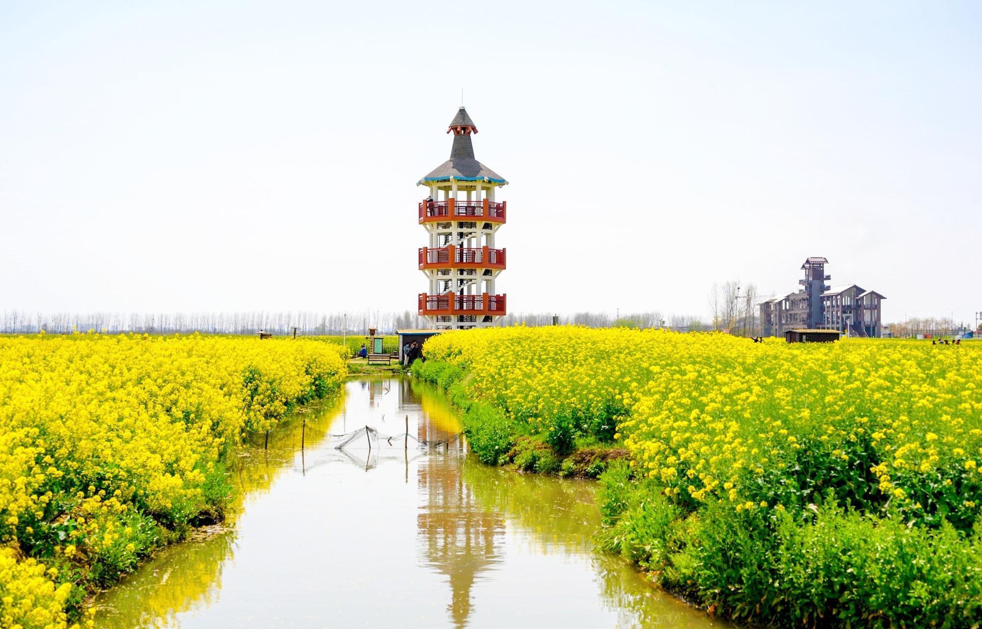 兴化千岛菜花,江苏最美油菜花观赏地之一,拥有万亩油菜花田