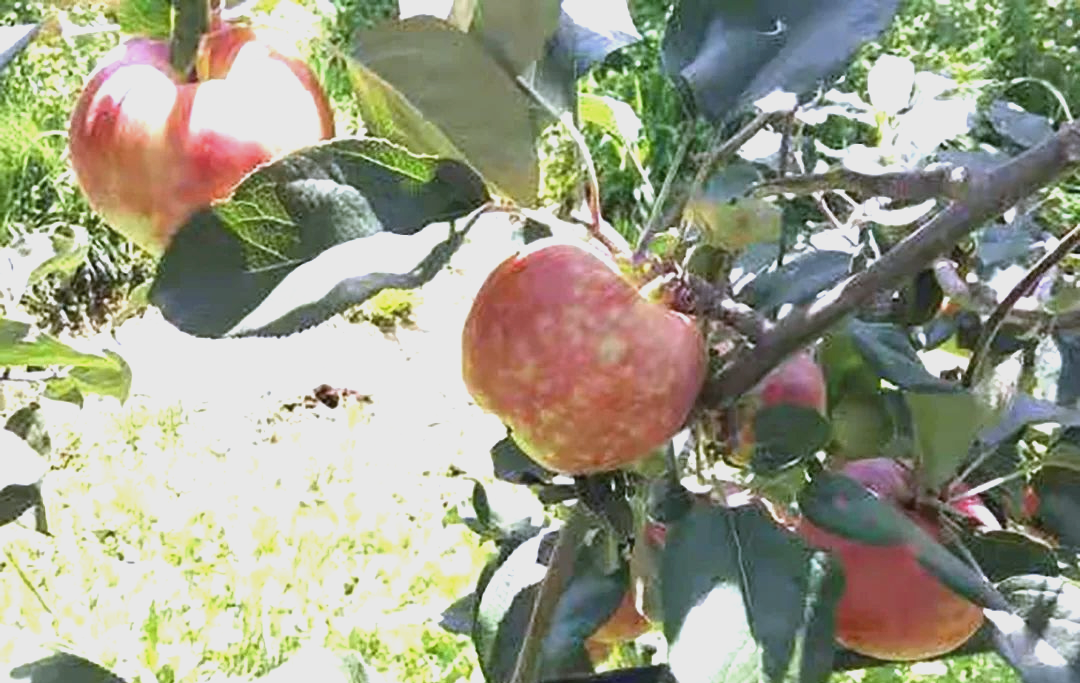 苹果锈果病的成因及防治策略