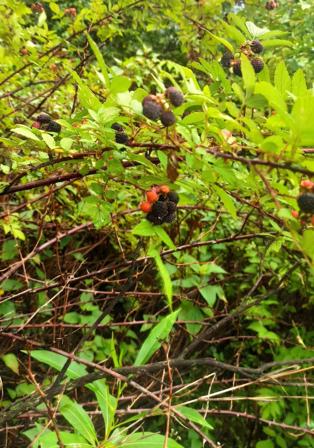 东风起,乡村春色胜过都市喧嚣
