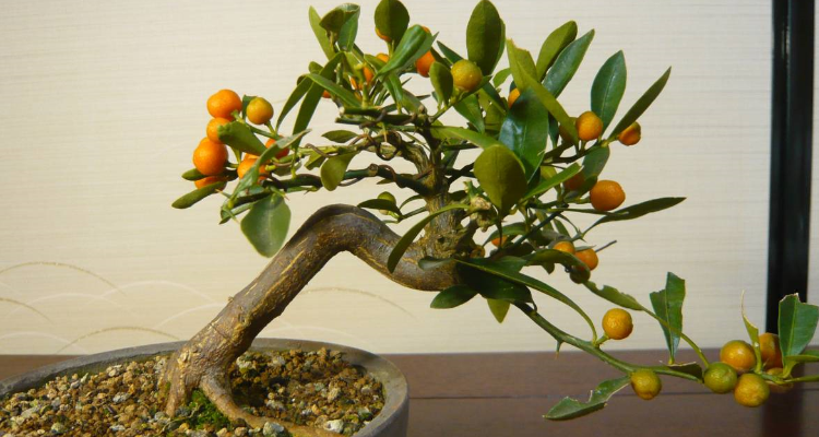 金豆是什么植物