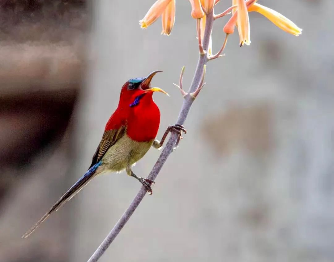 景东摄影爱好者家门口拍到新加坡国鸟——黄腰太阳鸟