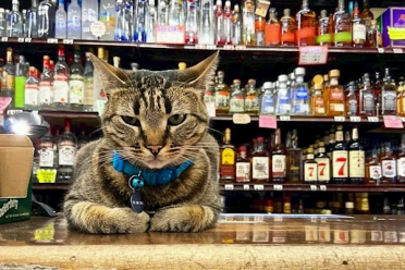 撞死网红猫后 谷歌自动驾驶公司Waymo陷公关危机