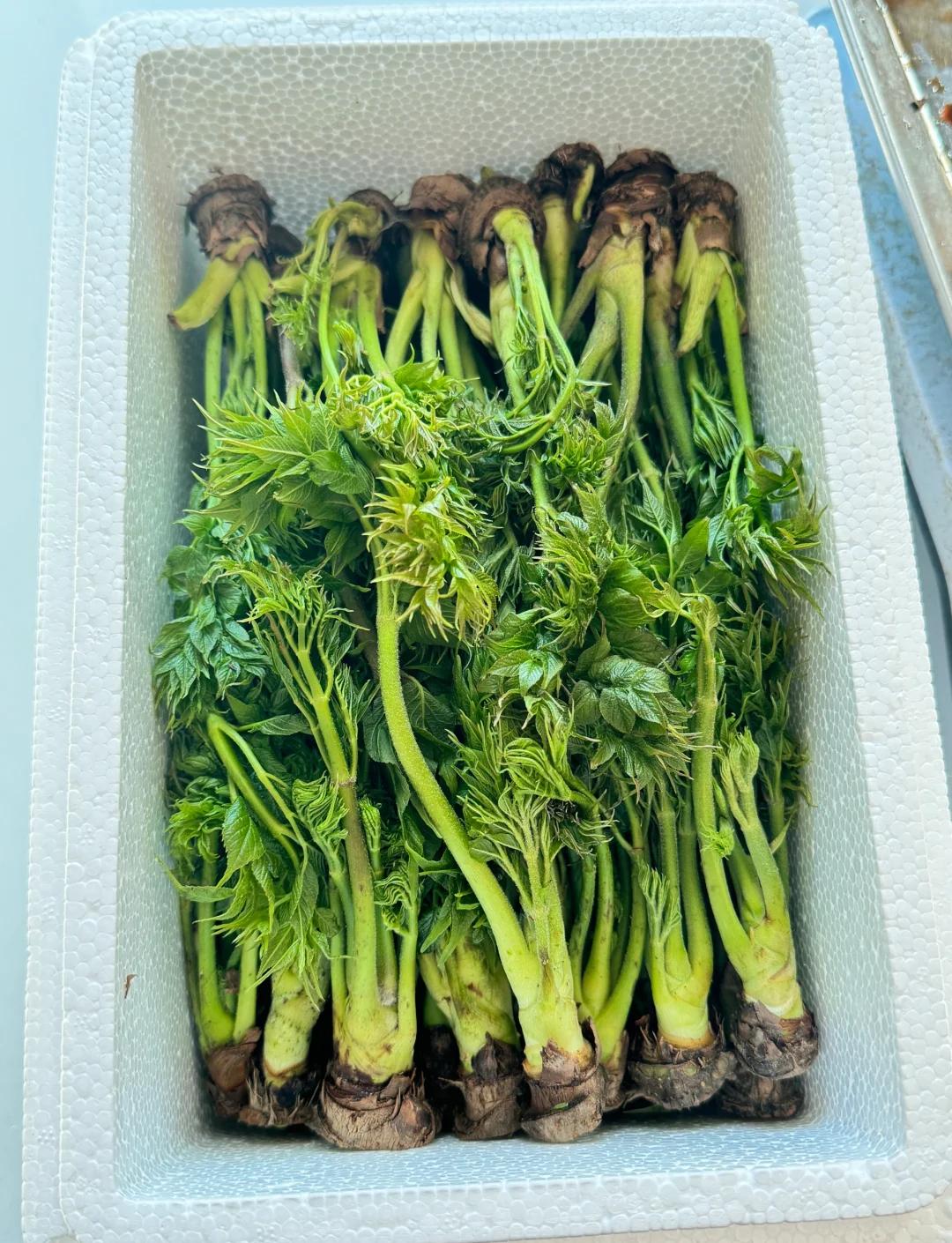 错过这口鲜春天算白来通化山野菜终极指南
