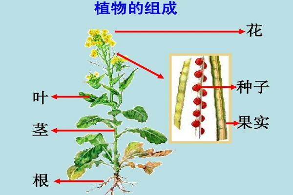 植物四大组织