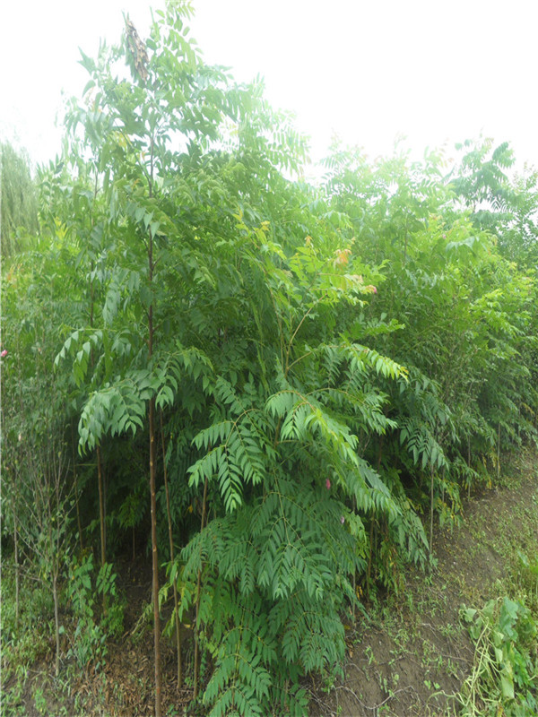 苦楝种植什么时间最佳