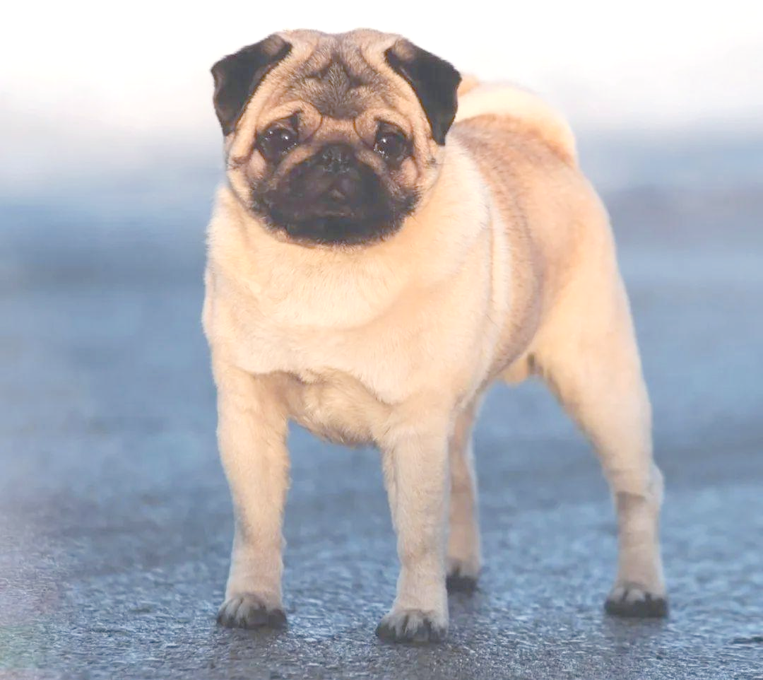 巴哥犬的魅力:历史,养护与情感全解析