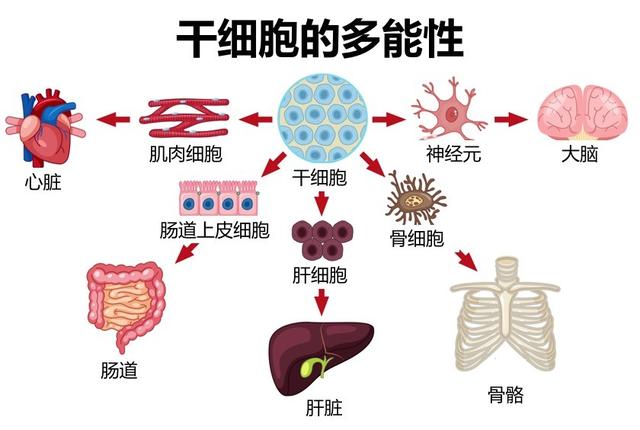 首次!中国科学家在诱导性多能干细胞技术上取得重大突破