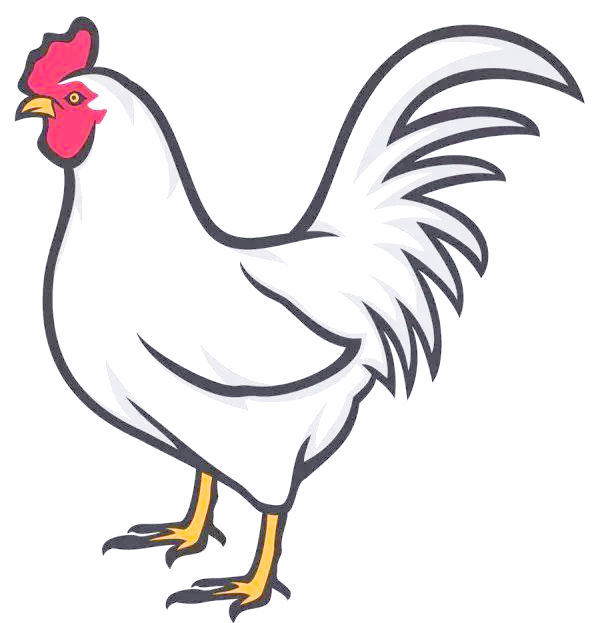 如何画鸡的简笔画,从步骤到成品的全攻略