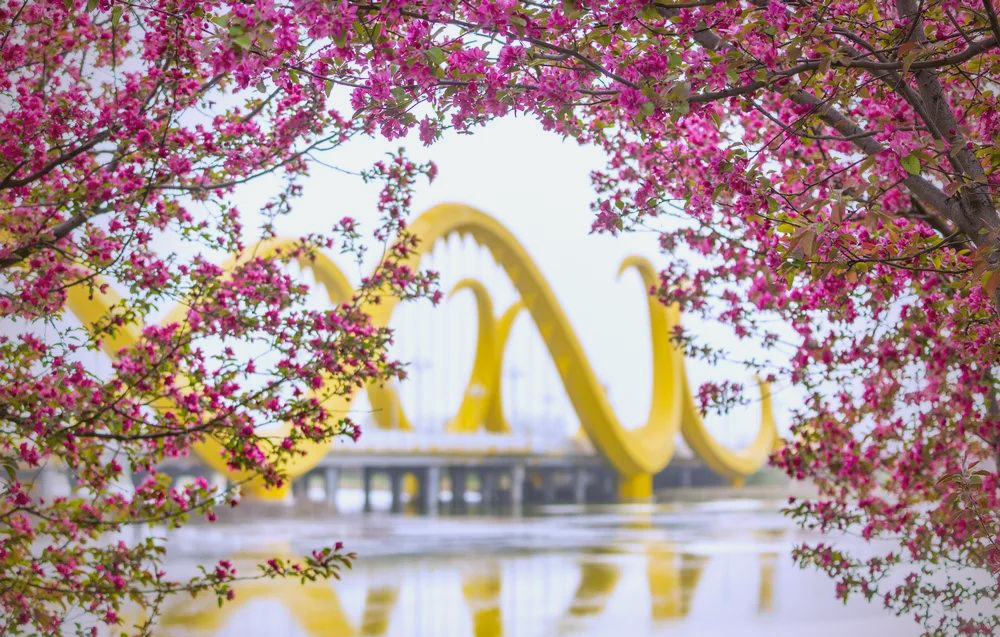 驻马店西平县海棠盛开,美景吸引众多游客前来赏花