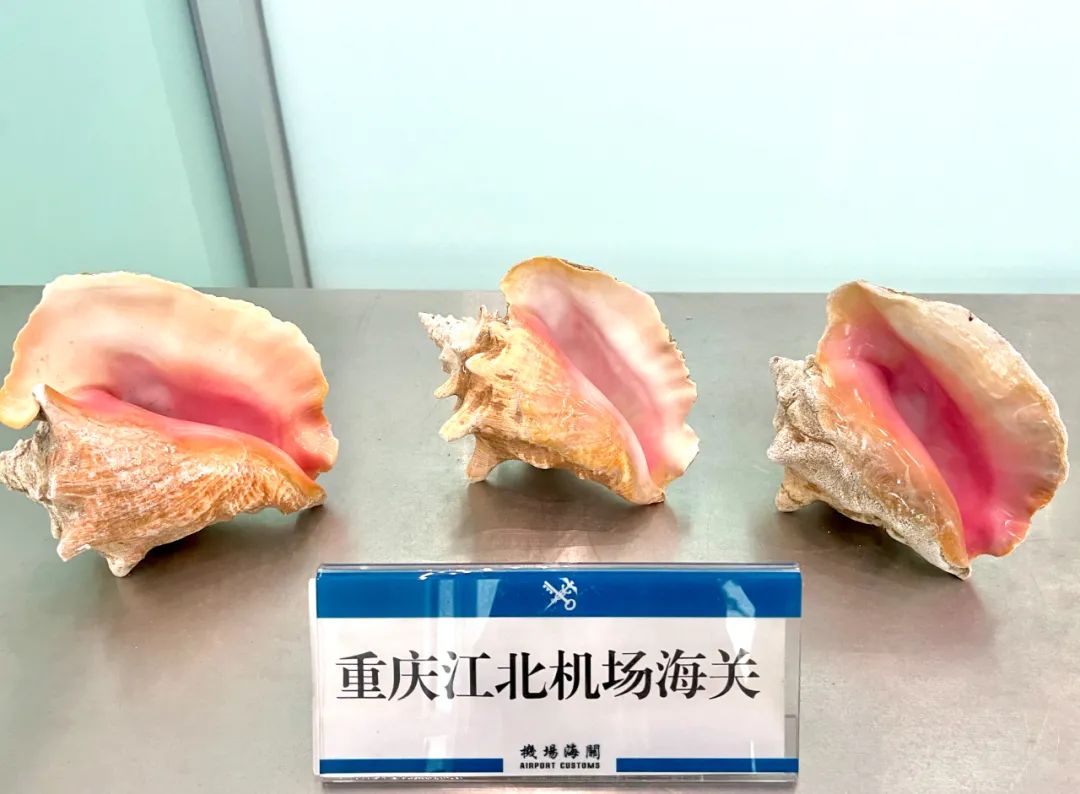 这螺好像真的要教会我们绕口令