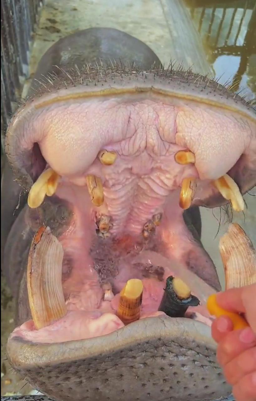 感觉一般动物的牙齿都挺白的,河马的牙齿怎么黄成这个样子[捂脸]