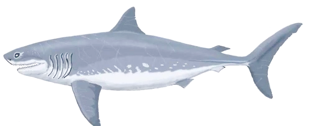 1.揭秘远古海洋中的十大恐怖鲨鱼