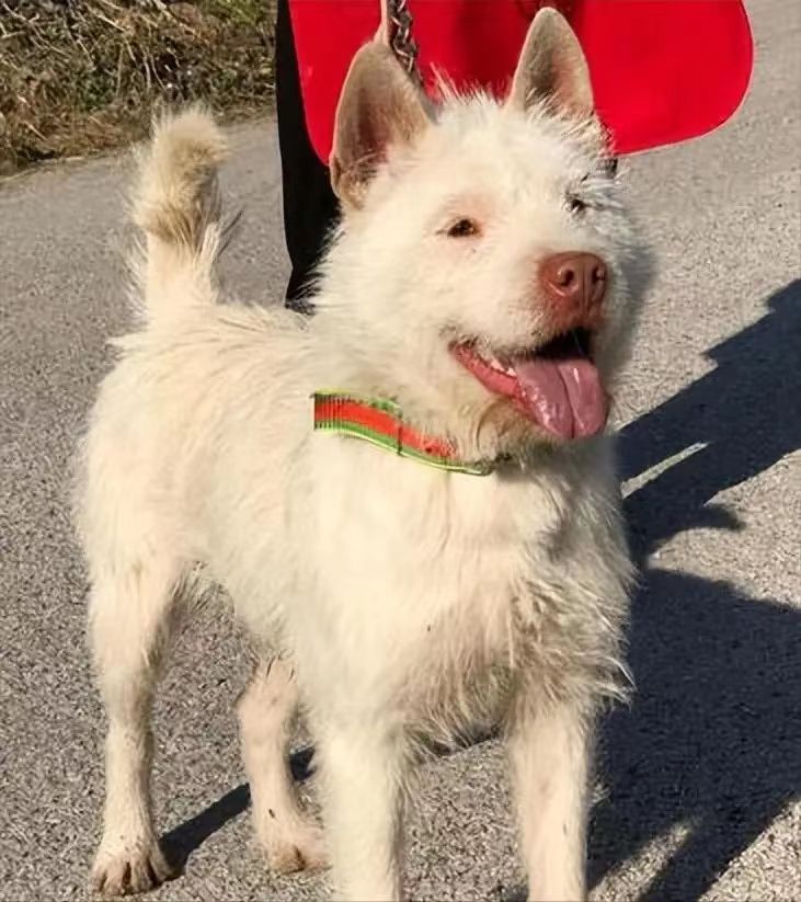 正宗下司犬怎么辨别